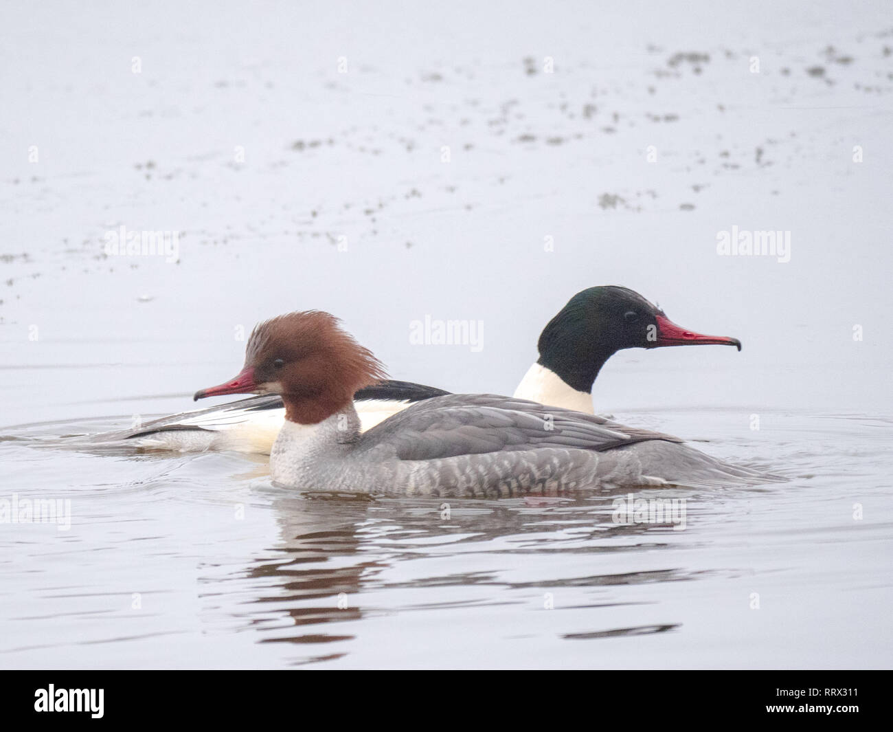 Un mâle et femelle harle bièvre (Mergus merganser) une paire sur la criminalité au lac Daisy Nook Country Park sur un matin glacial de janvier Banque D'Images