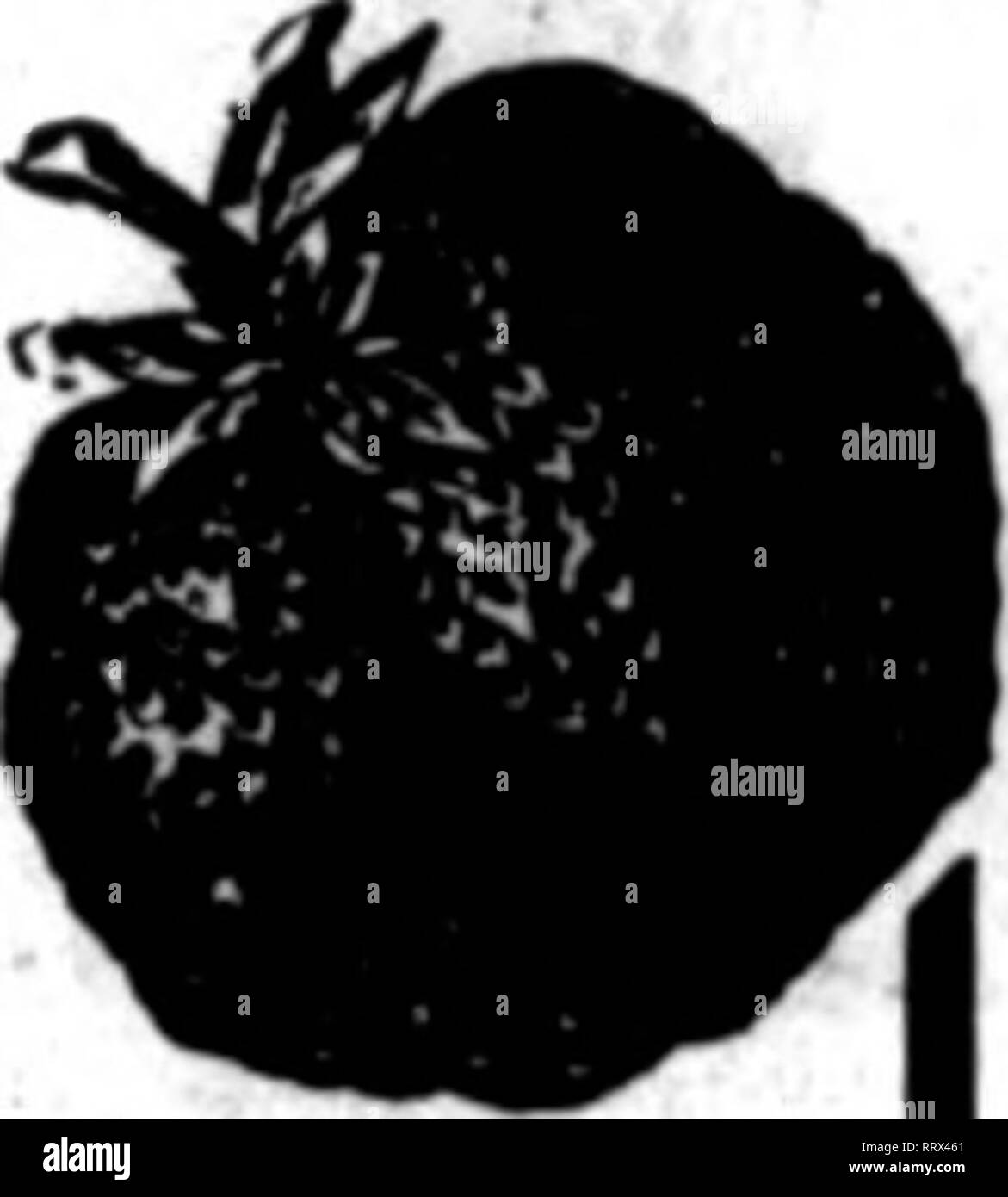 . Les fleuristes [microforme] examen. La floriculture. page complète la liste des prix de l'amélioration des CANNAS, page 11 de l'examen de la semaine dernière, le numéro de la Saint-Valentin, le 30 janvier. Le Conard &AMP ; Jones au Siège de l'entreprise pour l'amélioration de cannas, WEST GROVE, PA. Mentionner l'examen quand yon écrire. Fall-Bearing merveilleux fruits fraises à l'automne de la première année et au printemps et l'automne de la deuxième année. Big money-maker ! 500 plantes en mai a permis de définir 23 août à novembre U près de 400 litres qui s'est vendu pour 2Sc par qt. Le passé &gt ;| saison (1012) nous avons eu de petits fruits frais de paille- tous les jours de juin à novembre 15 151 Nous sommes il Banque D'Images