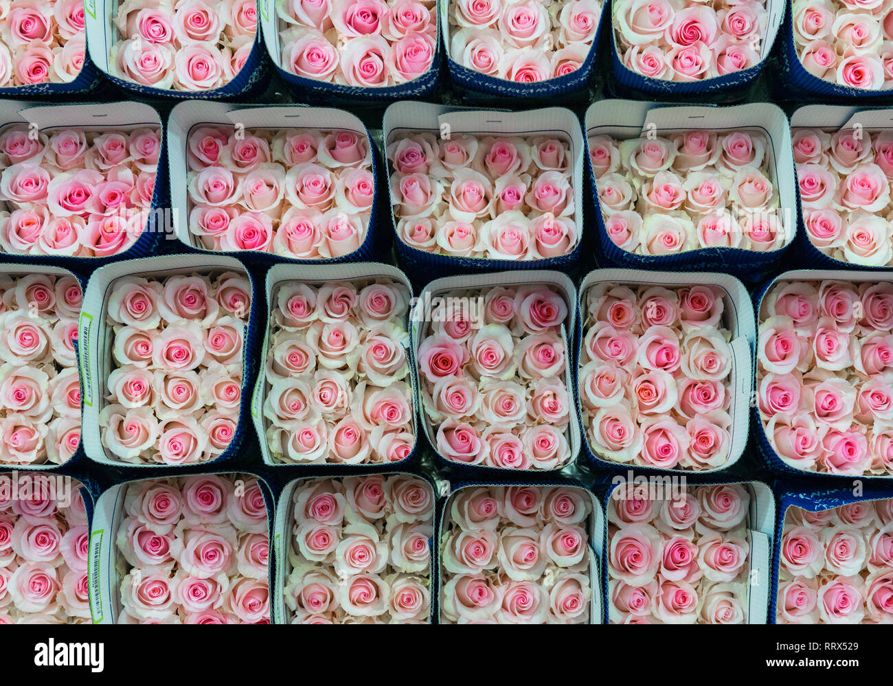 Roses roses paniers pour exportation à l'international. Les roses sont produites en Tabacundo et Cayambe, au nord de Quito, Equateur. Banque D'Images