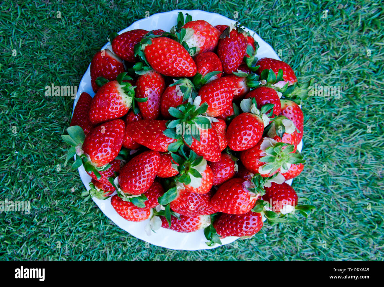 Grande assiette avec les fraises rouge sur l'herbe, vue de dessus d'arrière-plan Banque D'Images