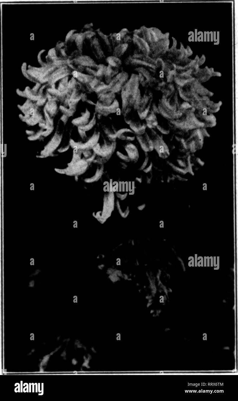 . Les fleuristes [microforme] examen. La floriculture. Un succès européen. Mme chrysanthème G. Lloyd Wigg a été l'une des dernières réussites en Europe. Le bloom est indiqué dans l'ac- companying illustration. La couleur est jaune et un peu plus léger que le jaune plus populaires variétés cultivées pour l'Américain les marchés de fleurs coupées. Il a été un des succès notables de l'autre côté de l'At- lantic, certaines fleurs merveilleuses avoir été vu à l'English expositions. C. H. Totty organisé à certaines des expositions de fleurs d'automne dans ce pays et est enthousiaste sur elle, bien qu'il dis Banque D'Images