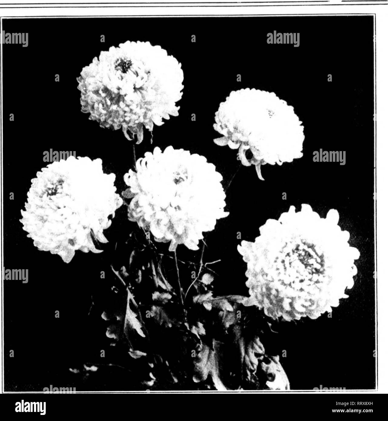 . Les fleuristes [microforme] examen. La floriculture. Januaby 1G, 1913. Les fleuristes^ Review 15 mamans à La Nouvelle-Orléans. La Toussaint est la grande journée de la fleur à La Nouvelle-Orléans. Il vient quand le chrysanthème n'est qu'aborder la hauteur de sa saison, mais la Nouvelle Orléans fleuristes ont eu leurs propres problèmes en fournissant un approvisionnement local. Le chrysanthème blanc est la pop- ular fleur du jour ; il y a eu pratiquement aucune limite aux quantités qui peuvent être vendues si bon stock ont été offertes à un prix raisonnable. Les producteurs, en cherchant à répondre à la demande croissante, a essayé à l'extérieur. des mamans Ils les a plantées dans Banque D'Images