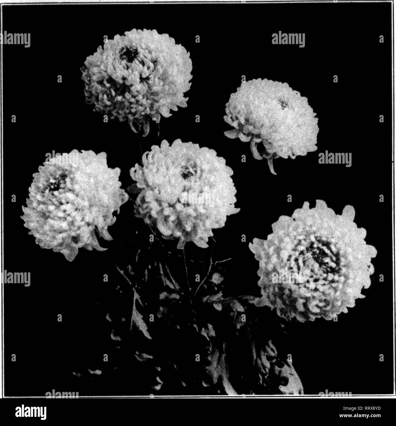 . Les fleuristes [microforme] examen. La floriculture. Januahy 16, 1913. Les fleuristes^ Review 15 mamans à La Nouvelle-Orléans. La Toussaint est la grande journée de la fleur à La Nouvelle-Orléans. Il vient quand le chrysanthème n'est qu'aborder la hauteur de sa saison, mais la Nouvelle Orléans fleuristes ont eu leurs propres problèmes en fournissant un approvisionnement local. Le chrysanthème blanc est la pop- ular fleur du jour ; il y a eu pratiquement aucune limite aux quantités qui peuvent être vendues si bon stock ont été offertes à un prix raisonnable. Les producteurs, en cherchant à répondre à la demande croissante, a essayé à l'extérieur. des mamans Ils les a plantées dans Banque D'Images