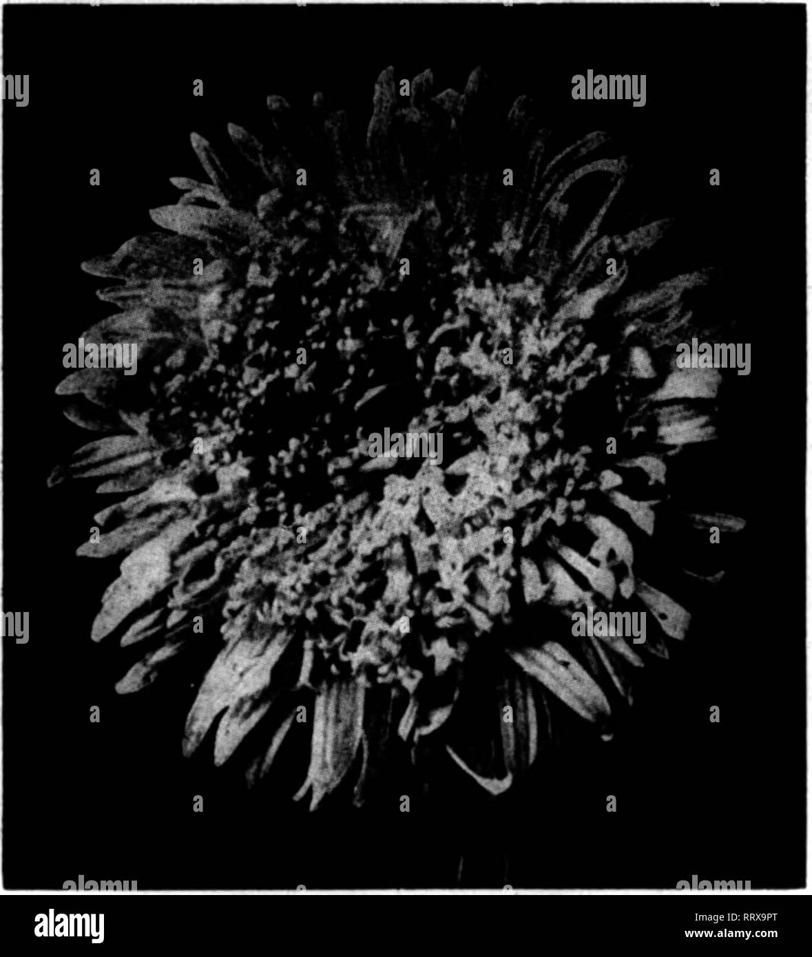 . Les fleuristes [microforme] examen. La floriculture. Les fleuristes'Review 9 Janvier, 1913. Des graines de fleurs de AOEBATUM ^oz Pkt, dwarf blue $0,10 $0,25 Dwarf, blanc 10,25 mexicanum, bleu 05,15 mexicanum, blanc bleu 05,15 la perfection, bleu foncé, fine 10,30 Blue Star, bleu clair, miniature, nouveau .50 ALYSSUM (Sweet Alyssum), lb., $1.20 .05 .15 tapis de neige, amende pour délignures, blanc 10,40 peu de Dorrit, très compact 15,50 petit bijou, très nain, white .. .10 30 ANTIKEHINUM-muflier. Tde. Pkt. Oz. Nain, toutes les couleurs mélangées 0,05 $ 0,20 $ Dwarf, Daphne, carmine 10,55 Nain, Queen of the North, blanc, avec Banque D'Images