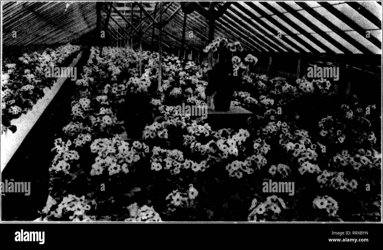 . Les fleuristes [microforme] examen. La floriculture. Dbcxmber 5, 1912. Les fleuristes^ 89 Examen ?&gt;Ca"g$ggggCSgg !ggg"g$gg"gg !gg" !i !g !g^^ NcNURRAY R. S. Vente en gros producteur de plantes. Vue de l'un de nos maisons de primevères PLANTES FINES POUR NOËL Primula Obconica gigantea, fin mélange- ture, la plupart des couleurs sombres pour le holi- jours, 5 pouces, en fleurs, 25c chacune. Cyclamen, bon choix de couleurs, principalement rouge, 6 pouces, en fleurs et bien définie avec des bourgeons, 50c et 75c chacune. Nous avons aussi un joli lot de Primula Obconica en 2-lnch pots, prêt pour 4 pouces, à 1,50 $ par 100. Ils feront bon stock pour la fin de l'hiver et Easte Banque D'Images