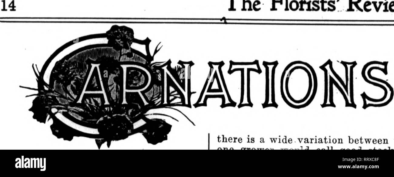 . Les fleuristes [microforme] examen. La floriculture. Les fleuristes^ Examen. Le 2 janvier 1918. Plantes faibles, pauvres fleurs. Je vous envoie un échantillon de mes œillets et aussi certains des sols. Quelque chose ne va pas avec eux et j'aimerais avoir un, F. J. B. de l' avis d'eux. Les œillets ont été plantés dans les bancs du 8 août et n'a pas augmenté aussi fortement qu'ils le devraient. Comme je pensais qu'ils avaient été un peu trop sec, je leur ai donné plus d'eau. Il n'y a pas beaucoup d'engrais dans le sol, donc vers le 1er novembre j'ai mis sur une surface d'éclairage- ing de l'os et de cendres de bois, mais cela ne semble pas faire beaucoup de bien. Les plantes ar Banque D'Images