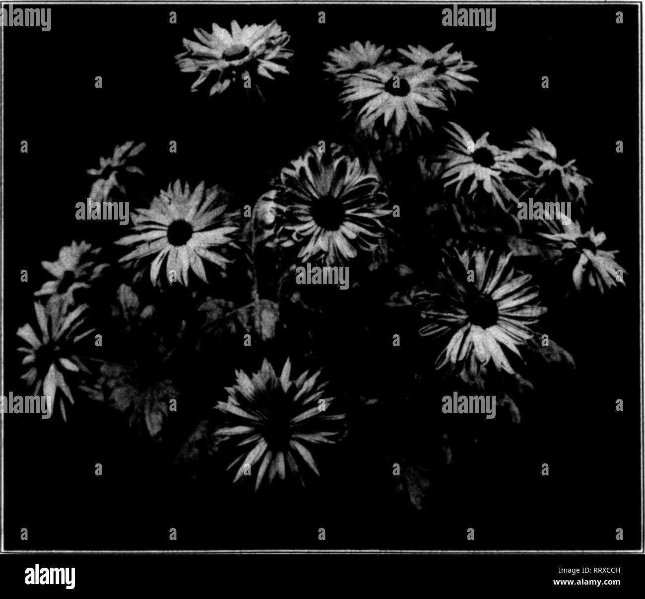 . Les fleuristes [microforme] examen. La floriculture. Decemkkk 5, 1012. Les fleuristes^ « ^1 Examen 27 ff^V ; X V -i.** 5ST"-- t II V • . . ...-'Vfc .... ^ ^^ ^    Seul Chrysanthème Dorothy Dann. assez sûr pour les brûler. Si vous avez une mauvaise dose de mouches noires, deux fumigations ou plus sera nécessaire, pour ce ravageur est parmi les pétales de l'écoulement et est alors difficile à tuer. C. W. NOUVEAU SINQLES. Pendant des années, j'ai plaidé fortement en faveur de la seule variété de chrys- anthemums et c'est un plaisir de noter que cette année, ils sont venus dans leur propre. En toute facilité, ils sont beaucoup plus importants dans Banque D'Images