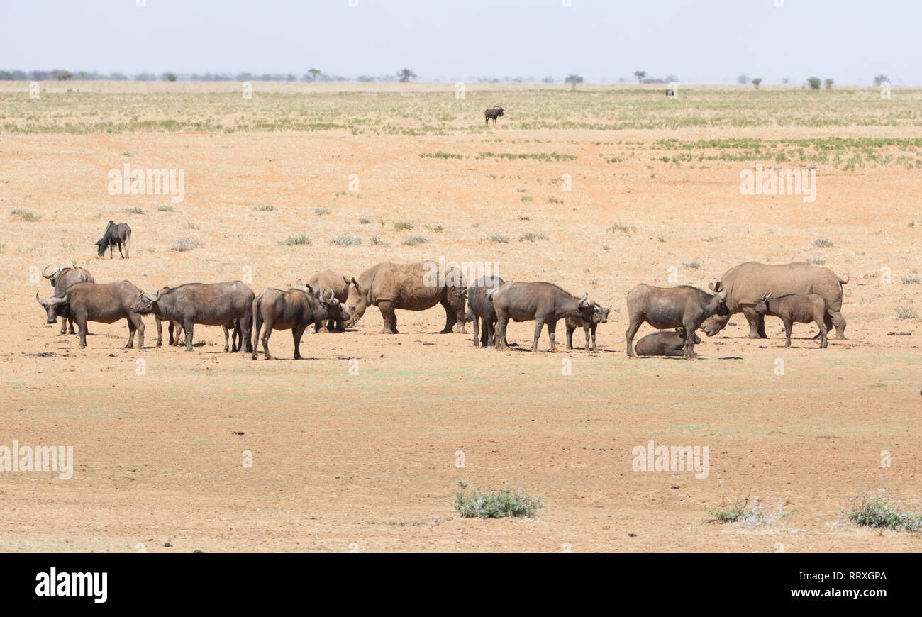 Les rhinocéros blancs et de Buffalo dans le sud de la savane africaine Banque D'Images