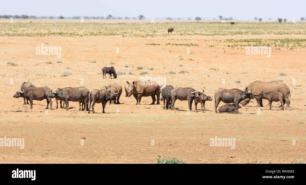 Les rhinocéros blancs et de Buffalo dans le sud de la savane africaine Banque D'Images