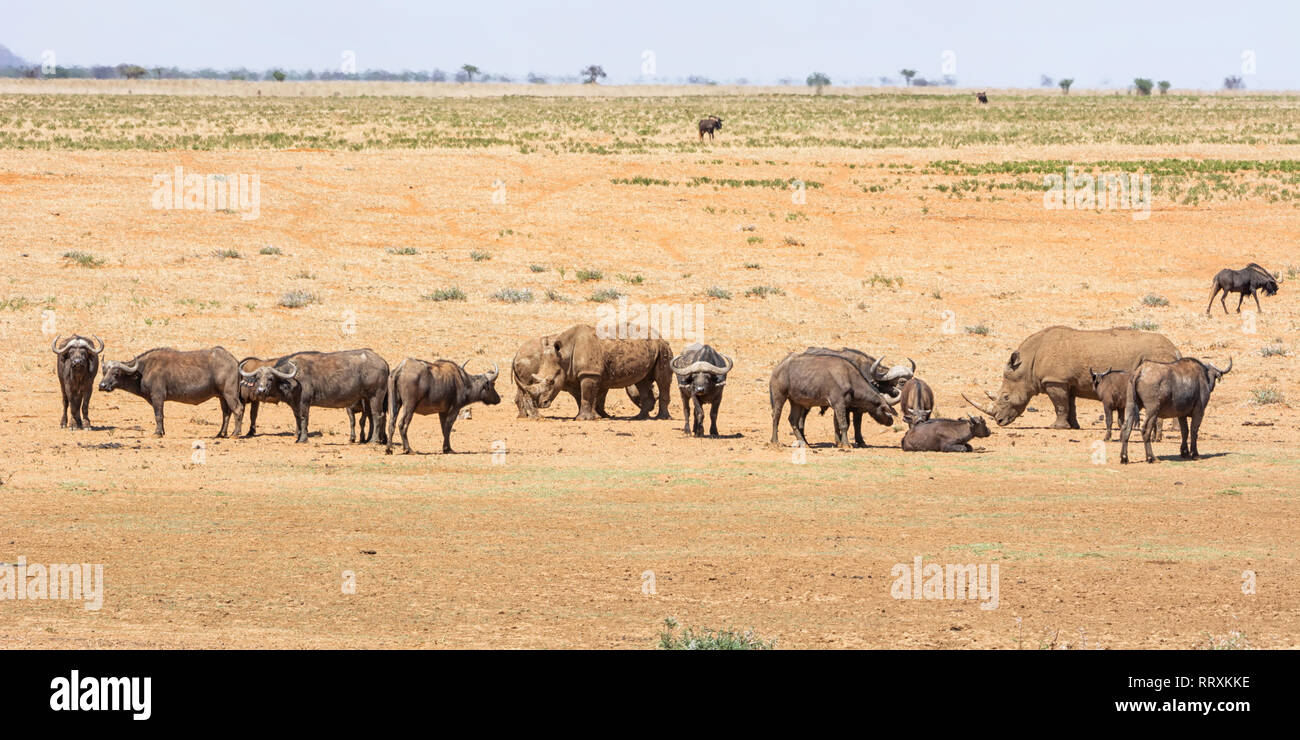 Les rhinocéros blancs et de Buffalo dans le sud de la savane africaine Banque D'Images