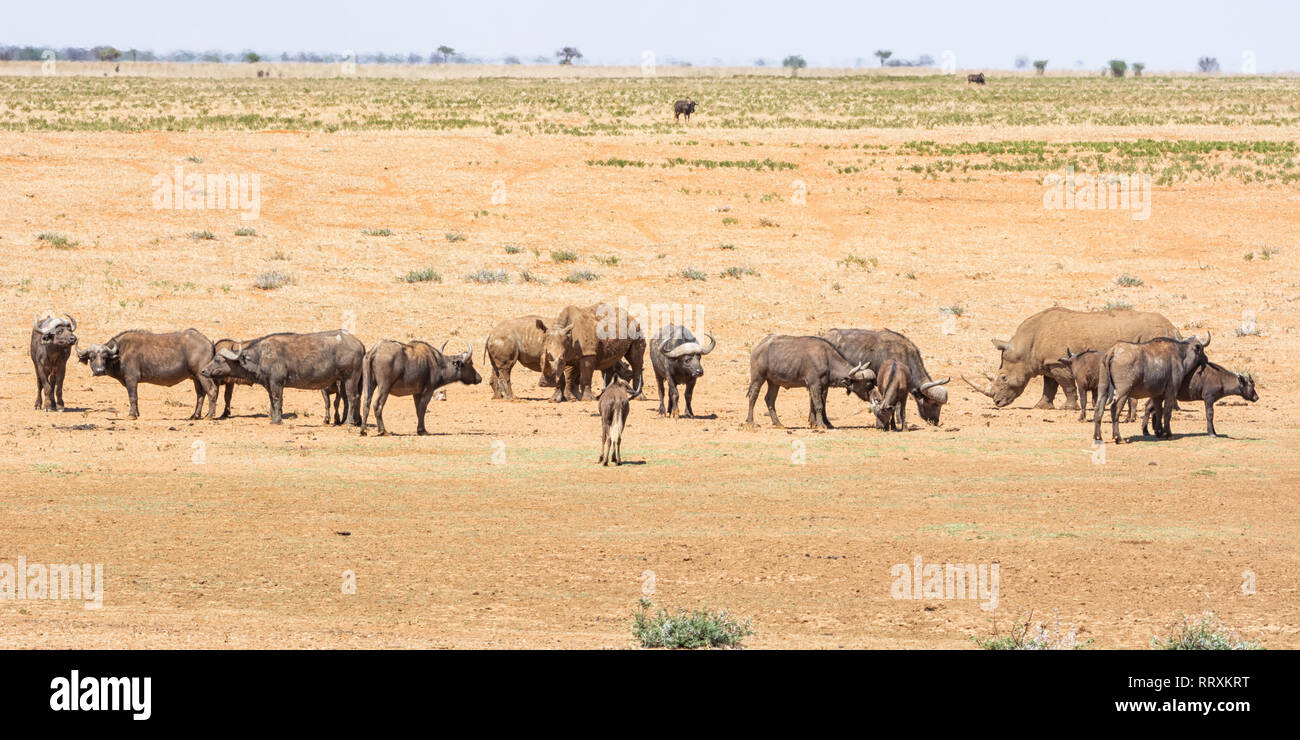 Les rhinocéros blancs et de Buffalo dans le sud de la savane africaine Banque D'Images