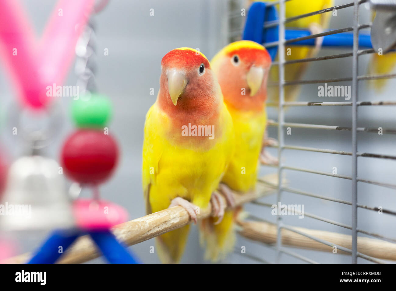 Deux tourtereaux colorées en jaune et rouge.. troplical animaux domestiques. Banque D'Images