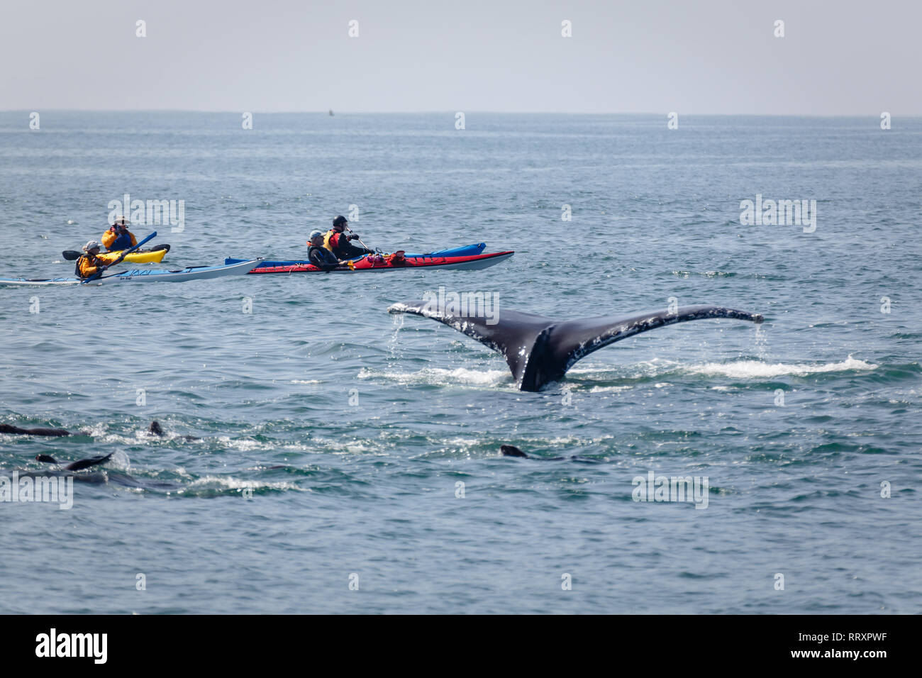 Les kayakistes dangereusement près de lobtailing whale et groupe de lions de mer Banque D'Images