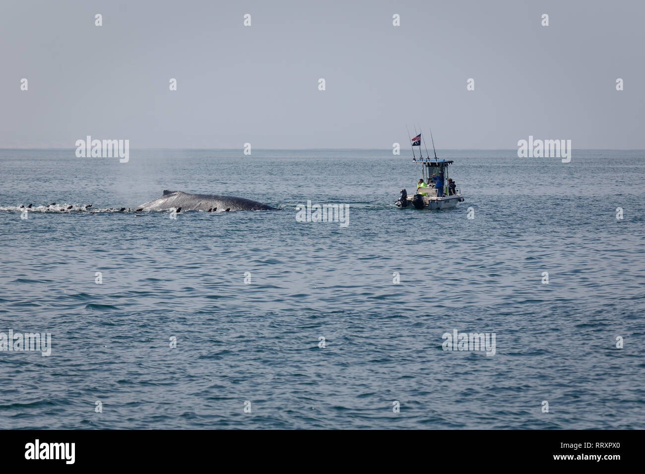Gros plan du Whale breaching en un groupe de lions de mer avec un bateau très dangereusement près de l'énorme mammal Banque D'Images