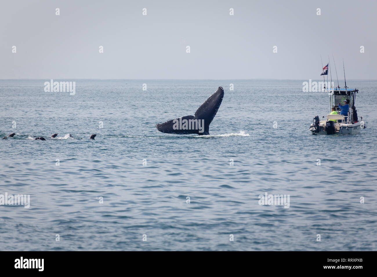 Libre d'un bateau dangereusement près d'une baleine active et les lions de mer dans la baie de San Francisco Banque D'Images