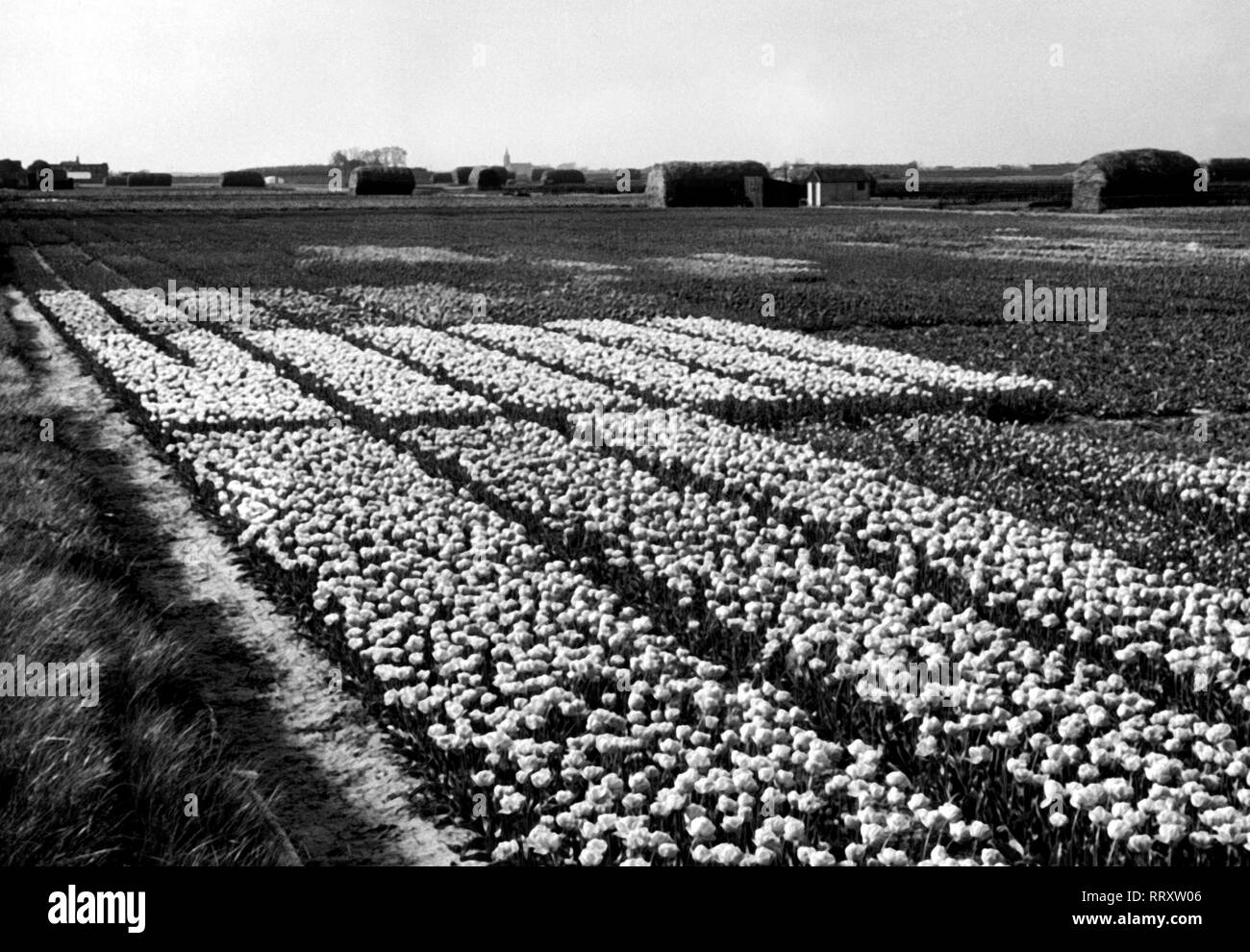 Se rendre en Hollande - Hollande, une partie des Pays-Bas - champs de tulipes. Tulpenfelder in der Provinz Hollande, Pays-Bas. L'image date de vers 1956. Photo Erich Andres Banque D'Images