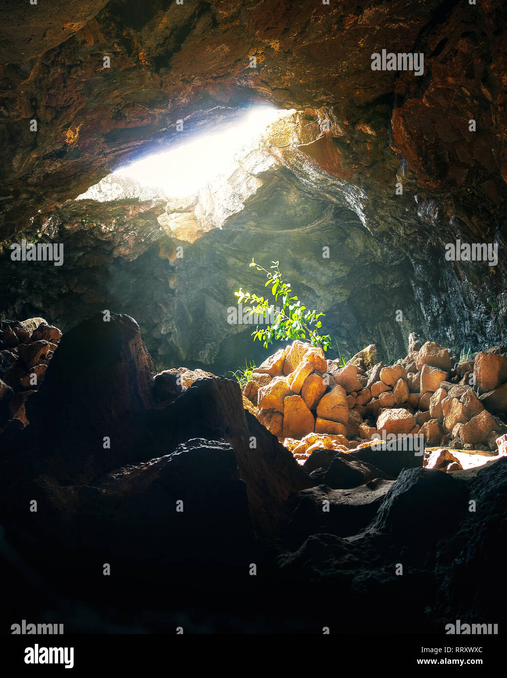 Frappé par l'usine lumière à Ana Te Pahu Cave - l'île de Pâques, Chili Banque D'Images