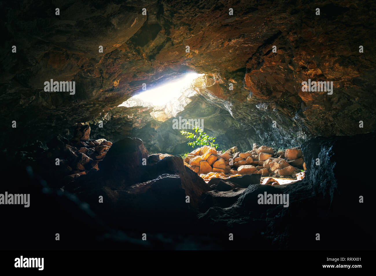 Frappé par l'usine lumière à Ana Te Pahu Cave - l'île de Pâques, Chili Banque D'Images