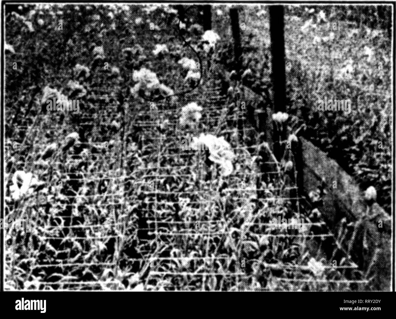 . Les fleuristes [microforme] examen. La floriculture. WILLIAMS Ey pour sportifs et TIF ? ^B CHRYSANTHÈME lib échantillon et prix sur demande. Sera à la Convention d'Dennmstrate. 189-195, rue Mohawk d'UTICA, NEW YORK Hat. .|i|sg.'(l pour "DREER RIVERTON MODELE TK'' à l'usine n° Diam. Chaque douz. 100. Veuillez noter que ces images sont extraites de la page numérisée des images qui peuvent avoir été retouchées numériquement pour plus de lisibilité - coloration et l'aspect de ces illustrations ne peut pas parfaitement ressembler à l'œuvre originale.. Chicago : les fleuristes Pub. Co Banque D'Images