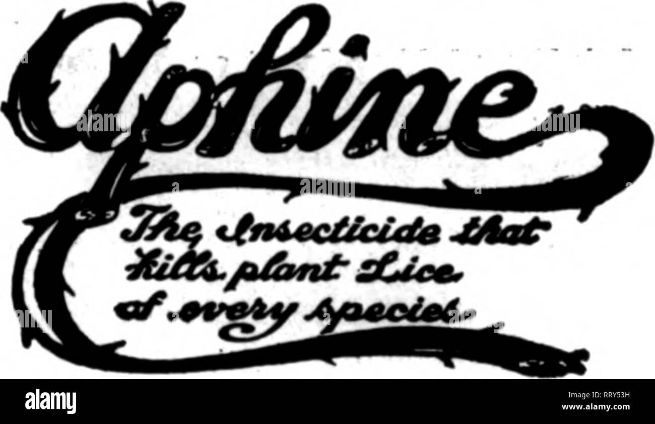 . Les fleuristes [microforme] examen. La floriculture. Pas Ouaranteed POISON en vertu de la Loi sur les insecticides, 1910 N° de série 321 si vous voulez un insecticide pour détruire les insectes sur les plantes. Bu Mealy"r, brun et blanc Échelle, thrips, araignée rouge, noir et vert Fly, mites, fourmis, etc., nous l'avons. Nos Moustiquaires imprégnées de- stroys ces ravageurs, en même temps ne laisse aucune odeur désagréable. PoisonleM-iB non nocifs pour l'utilisateur et de l'usine. Recommandé et utilisé par leadlnf^throuKhout r les semenciers et les fleuristes du pays. Un favori dans le poulet, maisons et pour kllllnsr les insectes dans la maison. Un excellent lavage pour chiens et autres animaux. Banque D'Images