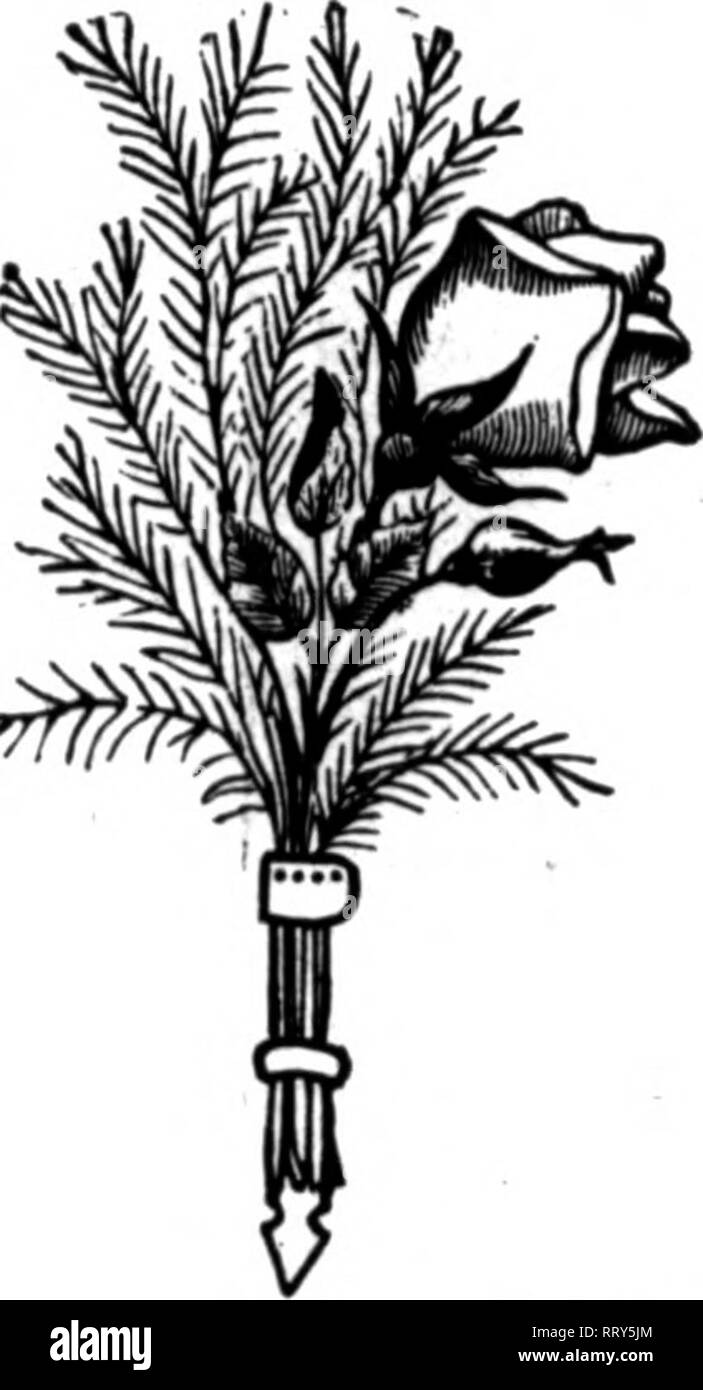 . Les fleuristes [microforme] examen. La floriculture. FPR^^ *"-- '^^^W.SR.^'J"^^'-tAV" 42 L'hebdomadaire les fleuristes^ l'examen. JANUABX 18, 1912. Les boîtes à fleurs pliage Nous fabriquons la gamme la plus complète de boîtes de haute qualité à des prix raisonnables. Green Palm, le brouillard gris, Miat Brown par lOJ j3 t 1,86 2,15 x3 x3 x8 2,60 2,16 x3"" 3,00 x3^ 3.30 16x 20x 18x 21x 24x 30x 36x 5&gt;flx"""^ 4.60 21x7 24x8 28x 8 28x 8 36x 8 30x10 86x10 40x 8 42x 8 42x10 48x10 xZH. X x4 x6 x5, télescope. &Gt;5 x5 x6 x5 x5 x5 8,25 3,85 4,35 5,00 7,00 7,60 9,00 9,00 11,00 13,00 15,00 la glaçure blanche. Glaçage glaçage vert, rose par 100 x3 &gt ; 2.6 Banque D'Images