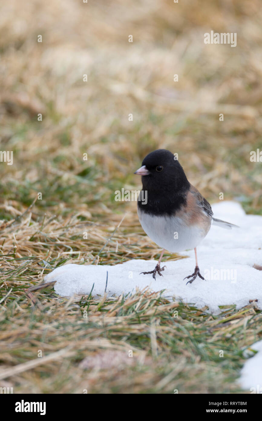 Un Dark-eyed Junco debout sur un patch de neige Banque D'Images