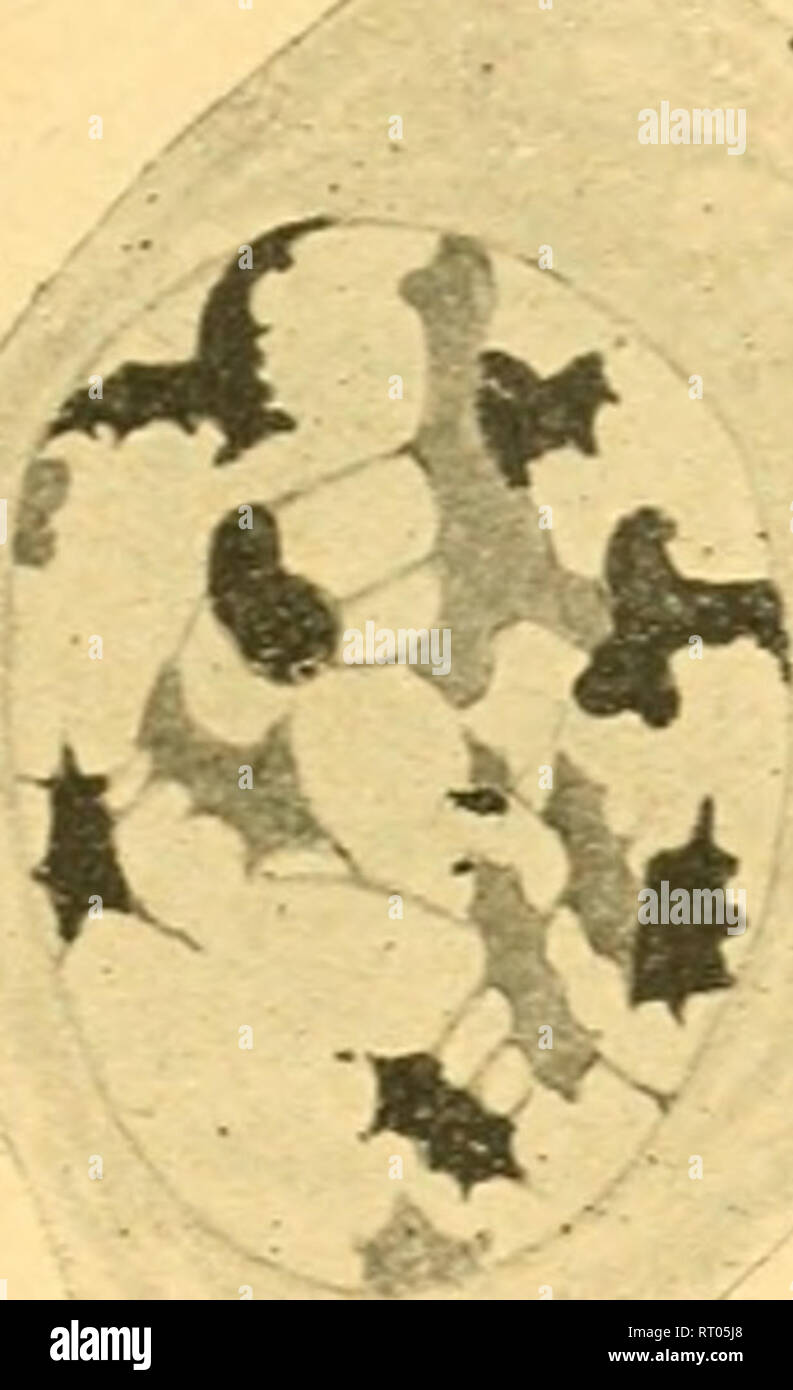. Bibliographie anatomique. L'anatomie humaine, histologie ; Embryologie, humain. .4. Veuillez noter que ces images sont extraites de la page numérisée des images qui peuvent avoir été retouchées numériquement pour plus de lisibilité - coloration et l'aspect de ces illustrations ne peut pas parfaitement ressembler à l'œuvre originale.. [Paris : Berger-Levrault et Cie Banque D'Images