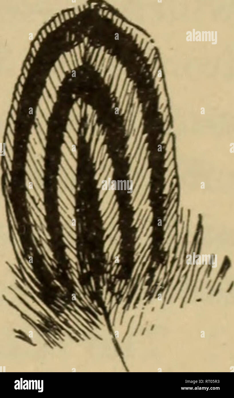 . Débuts dans l'élevage. Le bétail, la volaille. . Veuillez noter que ces images sont extraites de la page numérisée des images qui peuvent avoir été retouchées numériquement pour plus de lisibilité - coloration et l'aspect de ces illustrations ne peut pas parfaitement ressembler à l'œuvre originale.. Plumb, Charles S. (Charles Sumner), 1860-1939. Saint Paul, Minn. , Webb Publishing Co. Banque D'Images