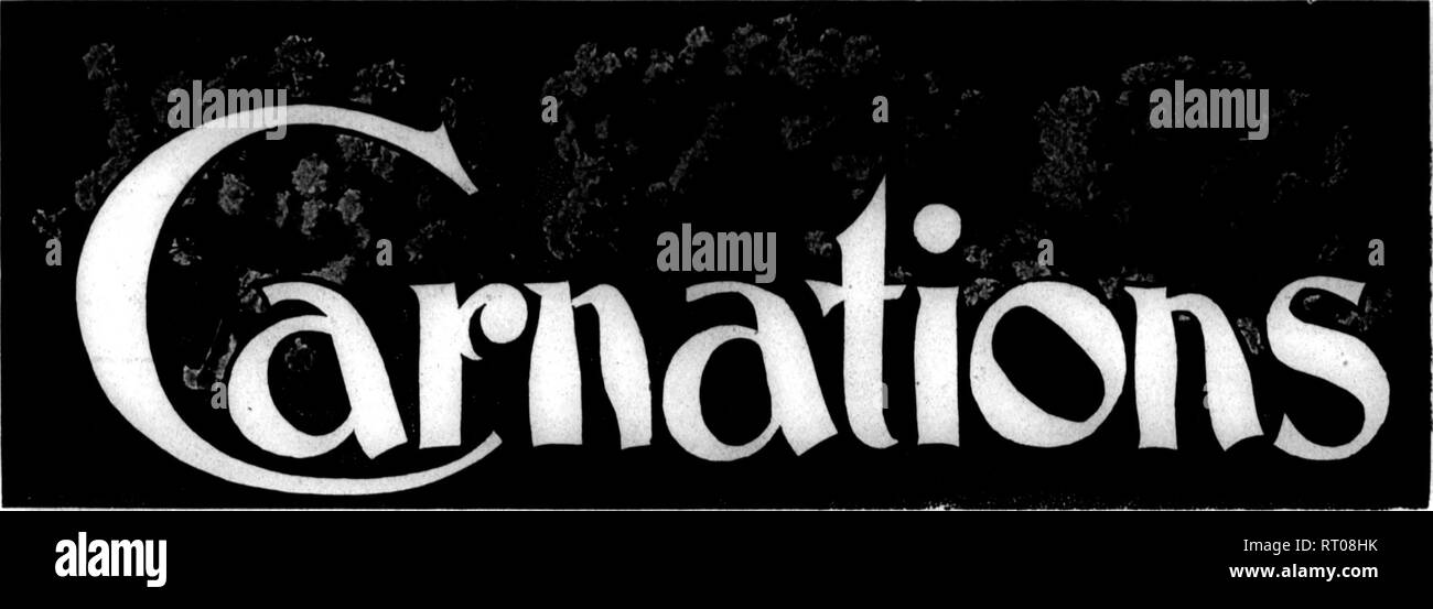 . Les fleuristes [microforme] examen. La floriculture. 26 L'Hebdomadaire Florists' examen. ^M CH 21, 1912.. Un FOEMULA FOK les thrips. "Qu'est-ce qu'une bonne méthode de tenue des thrips off œillets après la plantation à l'extérieur ? Il y a quelque temps, ce qui suit m'a été recommandé pour les thrips, pour l'intérieur : une livre de Paris vert, une livre de sucre brun et vingt litres d'eau. N'est-ce pas assez fort ? Était de 200 gallons d'eau destiné ? R. E. M. La formule recommandée pour vous est correcte et, s'il est appliqué avec une très fine pulvérisation, ne sera pas blesser vos plantes. Assurez-vous que la solution n'est même, comme le vert de Paris Banque D'Images
