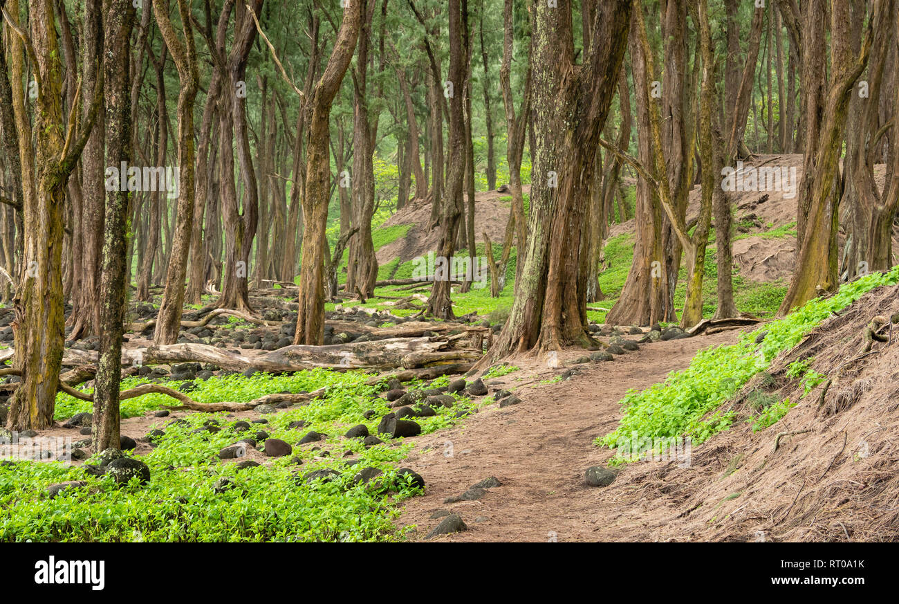 Forêt d'arbres à Ironwood sur la Vallée de Pololu Hamakua Coast de la Grande Île d'Hawaii. Banque D'Images