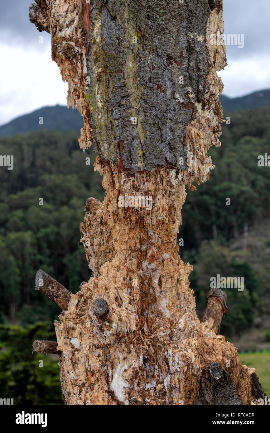 Close up of vertical endommagé et pourri sec de pin tronc de l'arbre avec l'arrière-plan de la forêt verte Banque D'Images