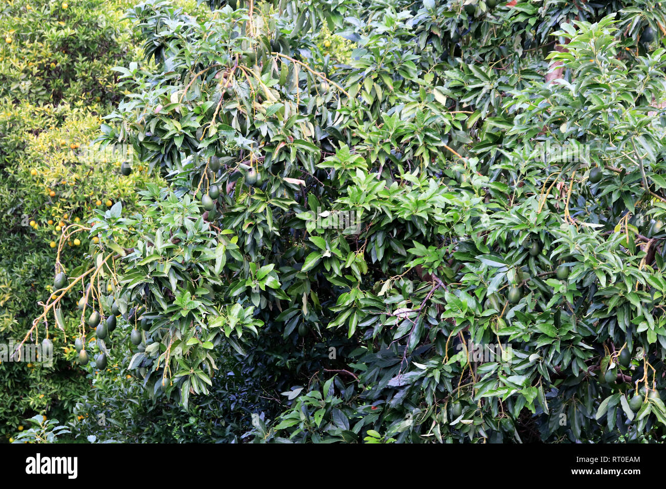 Avocatier dans le jardin. Bois tropical fécond. Banque D'Images
