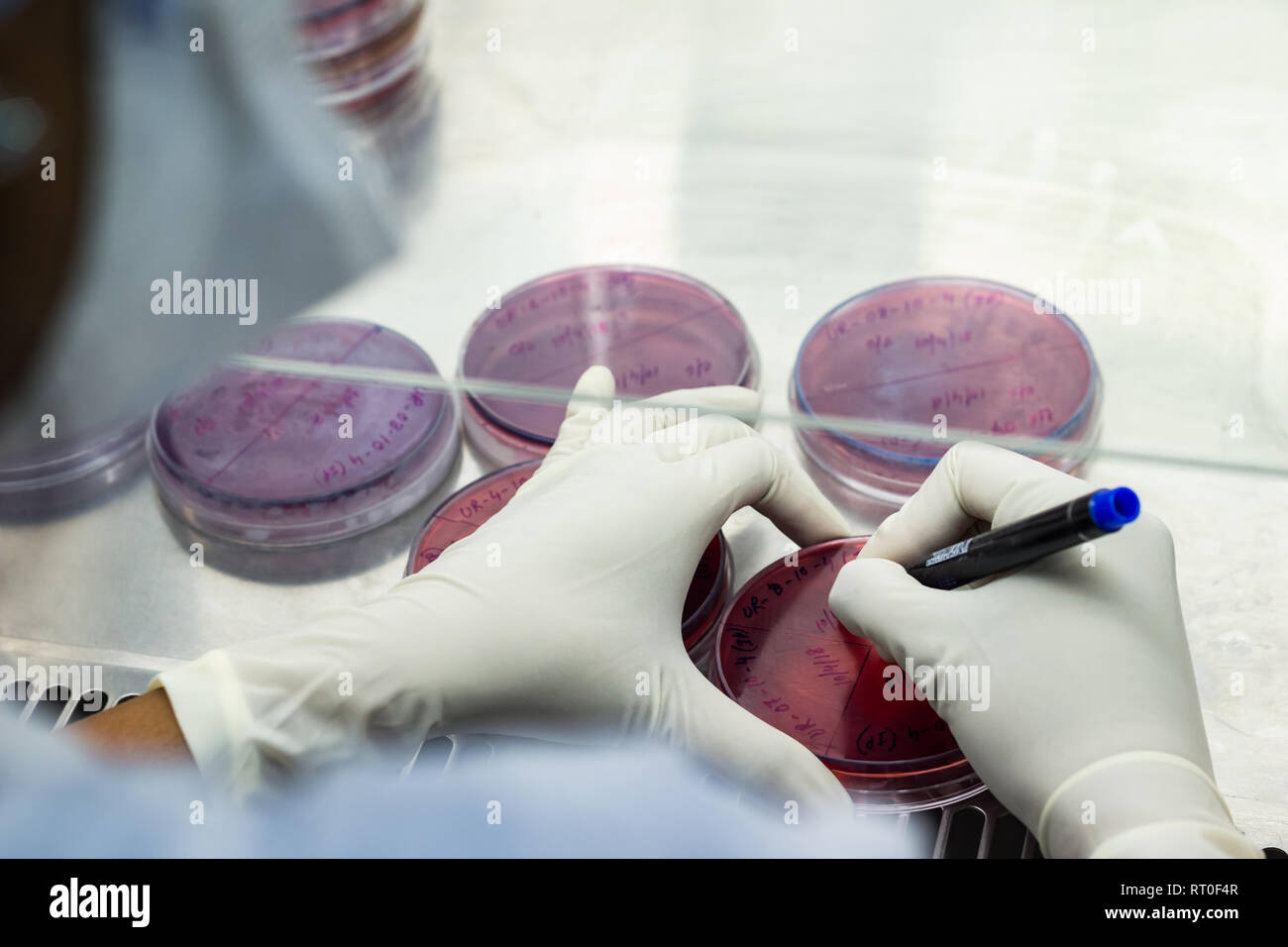 Travailleur de laboratoire de l'étiquetage d'une boîte de pétri avec feutre noir à l'intérieur d'un asceptic hotte dans un laboratoire de microbiologie setup Banque D'Images