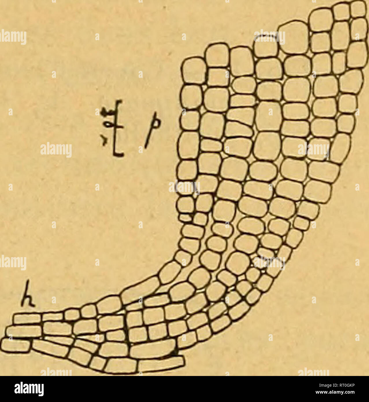 . Bulletin de la SociÃ©tÃ© gÃ©ologique de France. La géologie. CORALLINACÃES FOSSILES 67 cellules et par l'uniformitÃ© d'aspect des cellules de l'hypothalle et du pÃ©rithalle. La seule espÃ¨ce avec laquelle elle ait des caractÃ¨res communs est le Lithothamnium Philippii Fosl., qui vit Ã l'Ã©poque actuelle en MÃ©diterranÃ©e et aux Canaries, et que j'ai signalÃ©e pour la pre- miÃ®re t'ois Ã l'Ã©tat fossile dans le Quaternaire de Galabre', d'aprÃ¨s les matÃ©riaux de M. Gignoux. Le Lithothamnium mtontainvillense n. sp. La collection de gÃ©ologie du MusÃ©um d'histoire naturelle renferme un Ã©chantillon intÃ© Banque D'Images