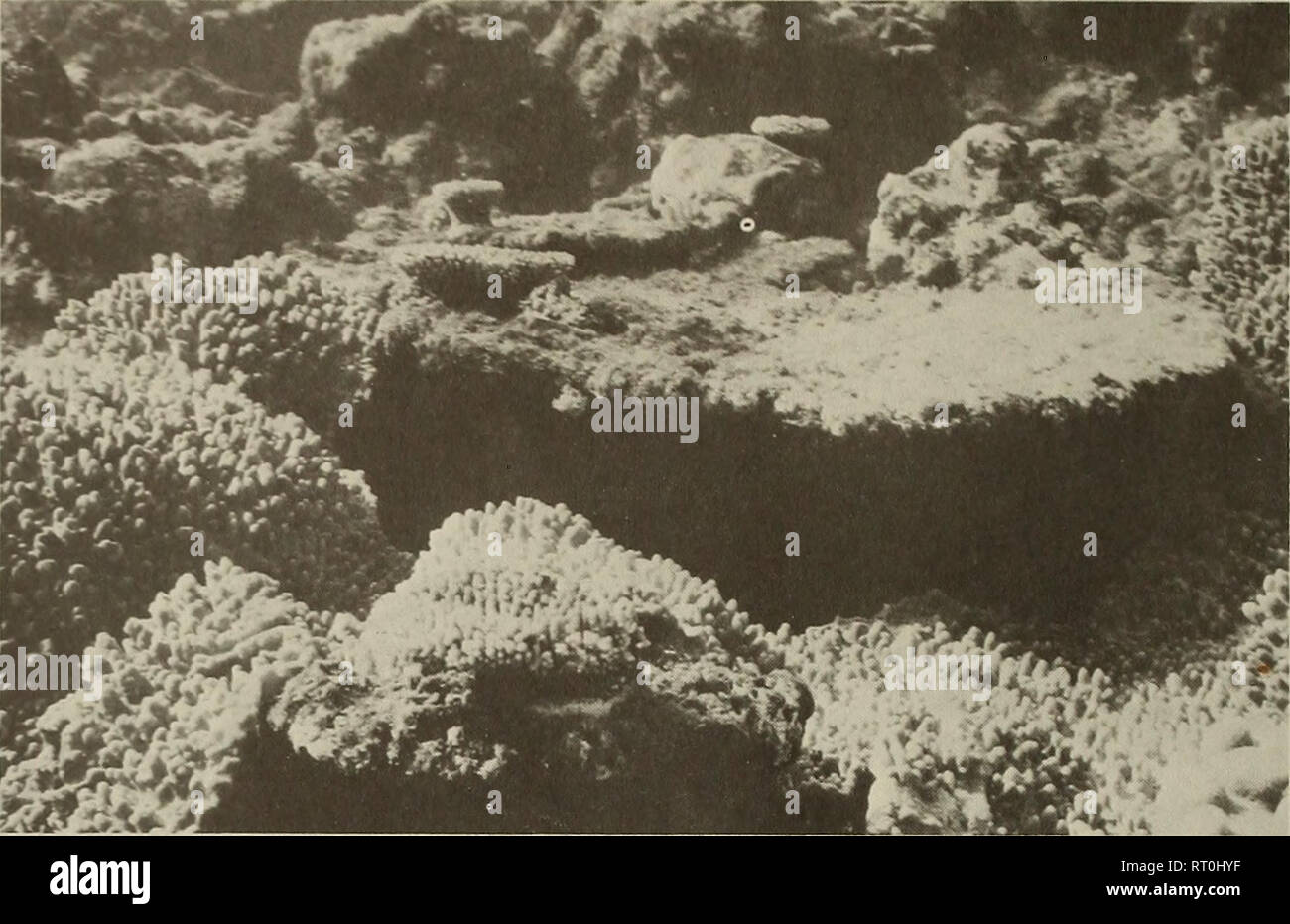 . Bulletin de recherche sur les atolls. Les récifs coralliens et d'îles ; biologie marine ; sciences de la mer. 20 sous forme de squelette acropore transportant une colonie établie récemment d'Acropora hyacinthus est indiqué près du centre de la photographie les coraux doux couvrir d'autres squelettes de corail dur à l'avant-plan. Les étoiles de mer ont été actifs dans la région en 1966 (pointe nord, pente, vers la mer de corail en plumes ; Novembre, 1970). 21 Partie de la succursale d'une colonie acropore attaqué par un spécimen de A. planci. La partie basale de la branche (à gauche) était couverte d'algues et est considérée comme ayant été dépouillé de tissus vivants b Banque D'Images