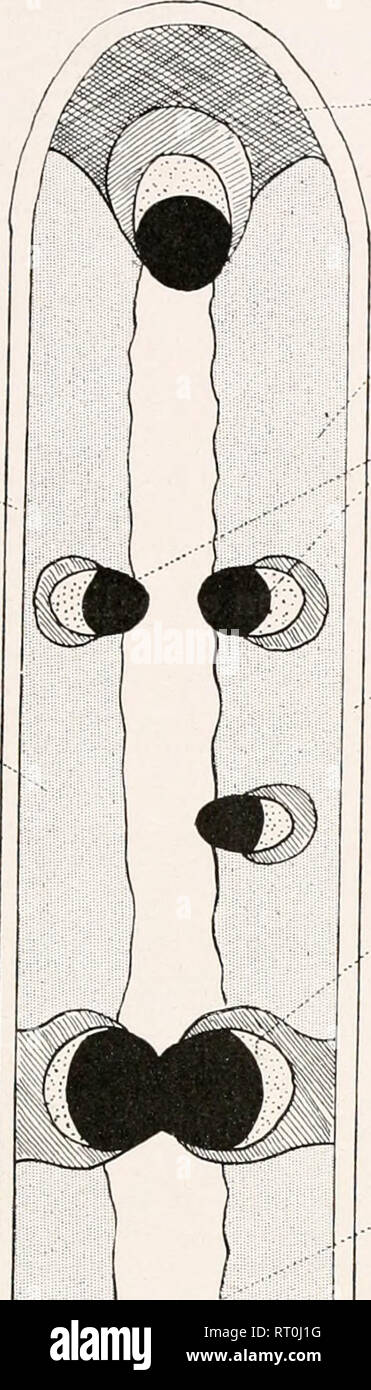 . Atlas de botanique microscopique : manuel de travaux pratiques .... Botanique -- Anatomie. Planche XXV.. Veuillez noter que ces images sont extraites de la page numérisée des images qui peuvent avoir été retouchées numériquement pour plus de lisibilité - coloration et l'aspect de ces illustrations ne peut pas parfaitement ressembler à l'œuvre originale.. Coupin, Henri, b. 1868 ; Jodin, Henri ; le Dauphiné, André. Paris : Editions Vigot Banque D'Images