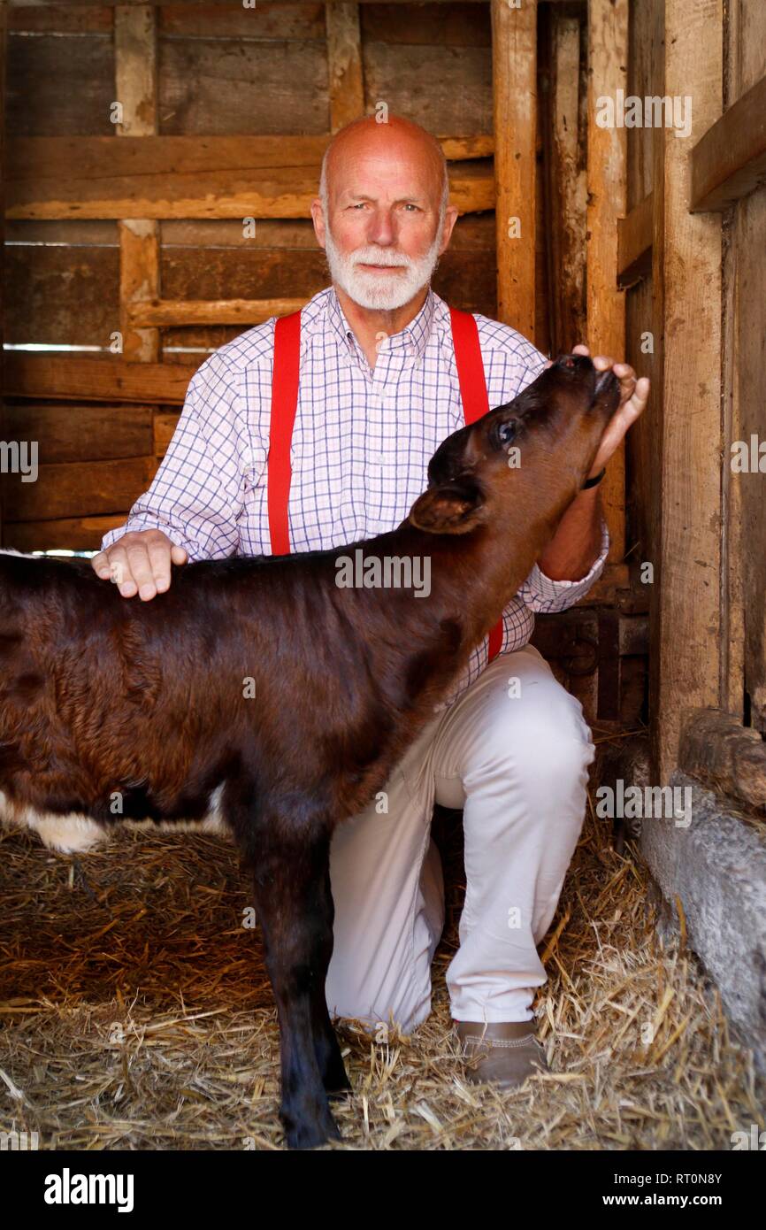 Charles Martell, le Haut shérif du Gloucestershire, agriculteur, fromagers et distillateur, avec un vieux jour 2 Bovins, veaux Gloucestershire du troupeau Banque D'Images