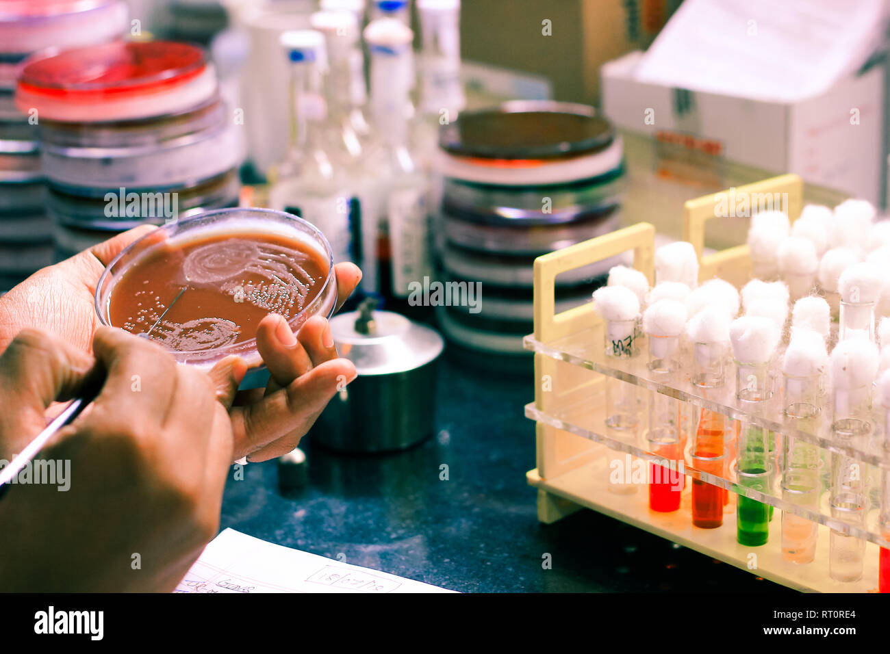 L'inoculation bactérienne sur une culture à l'aide de boucle d'inoculation par le scientifique Technicien de laboratoire en microbiologie Banque D'Images