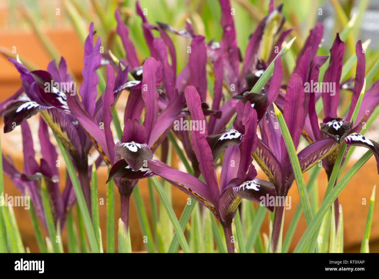 Iris reticulata 'Pauline' Banque D'Images