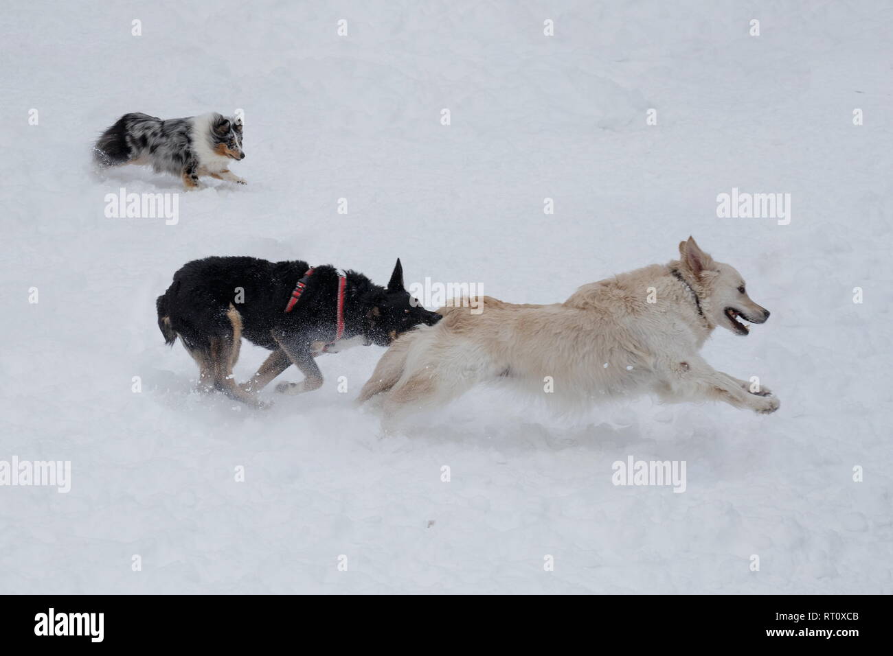 Golden retriever, Colley et shetland bâtard noir jouent sur la neige blanche. Animaux de compagnie. Chien de race pure. Banque D'Images