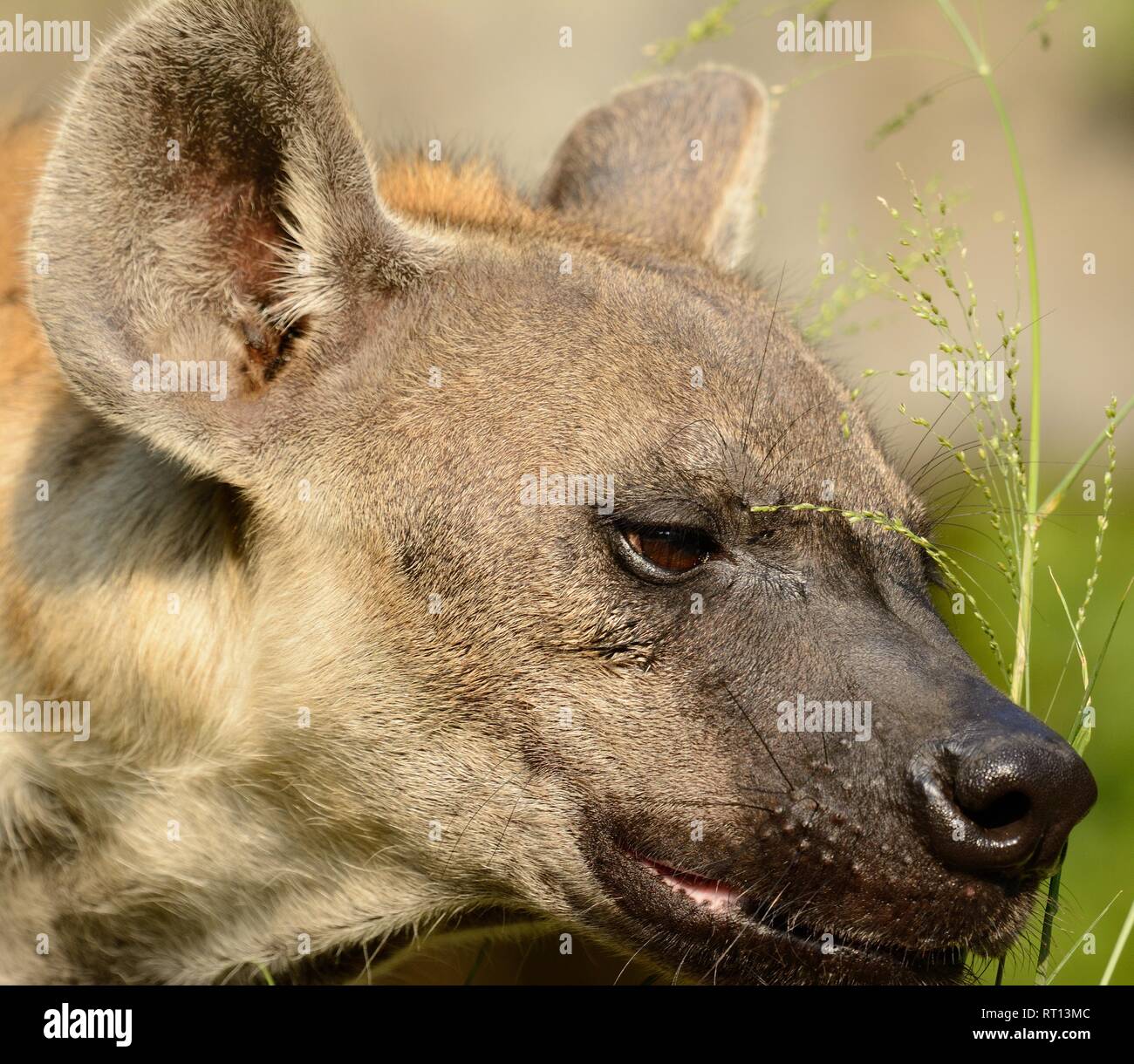 Belle hyènes (Hyaena hyaena) à sa proie Banque D'Images
