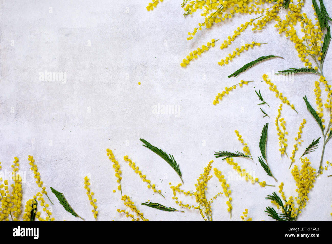 Bouquet de fleurs Mimosa isolé sur fond blanc Banque D'Images