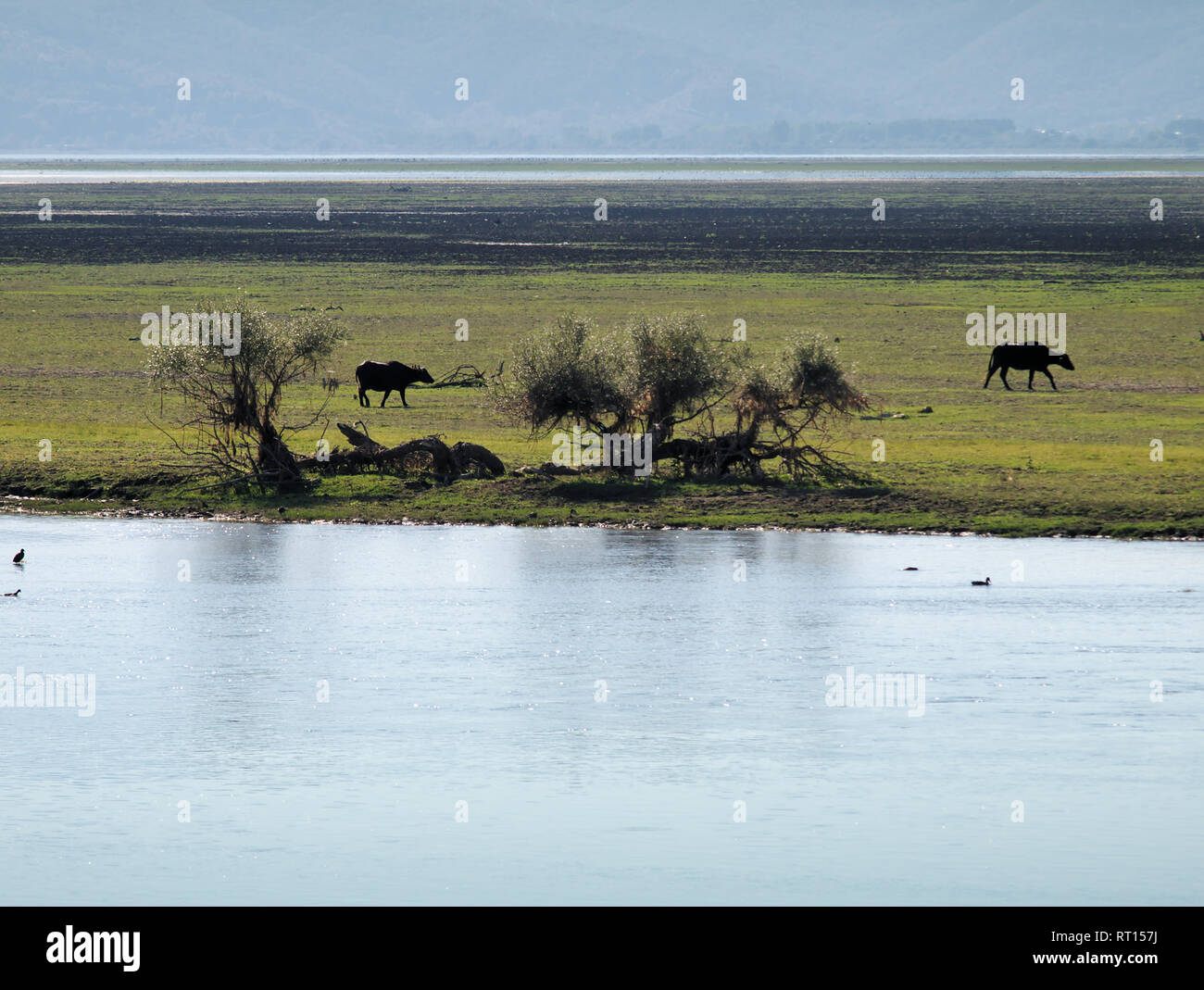 Buffles au lac Kerkini, Grèce. Champs colorés et de l'eau dans le pâturage des buffles de la lumière du jour. Banque D'Images