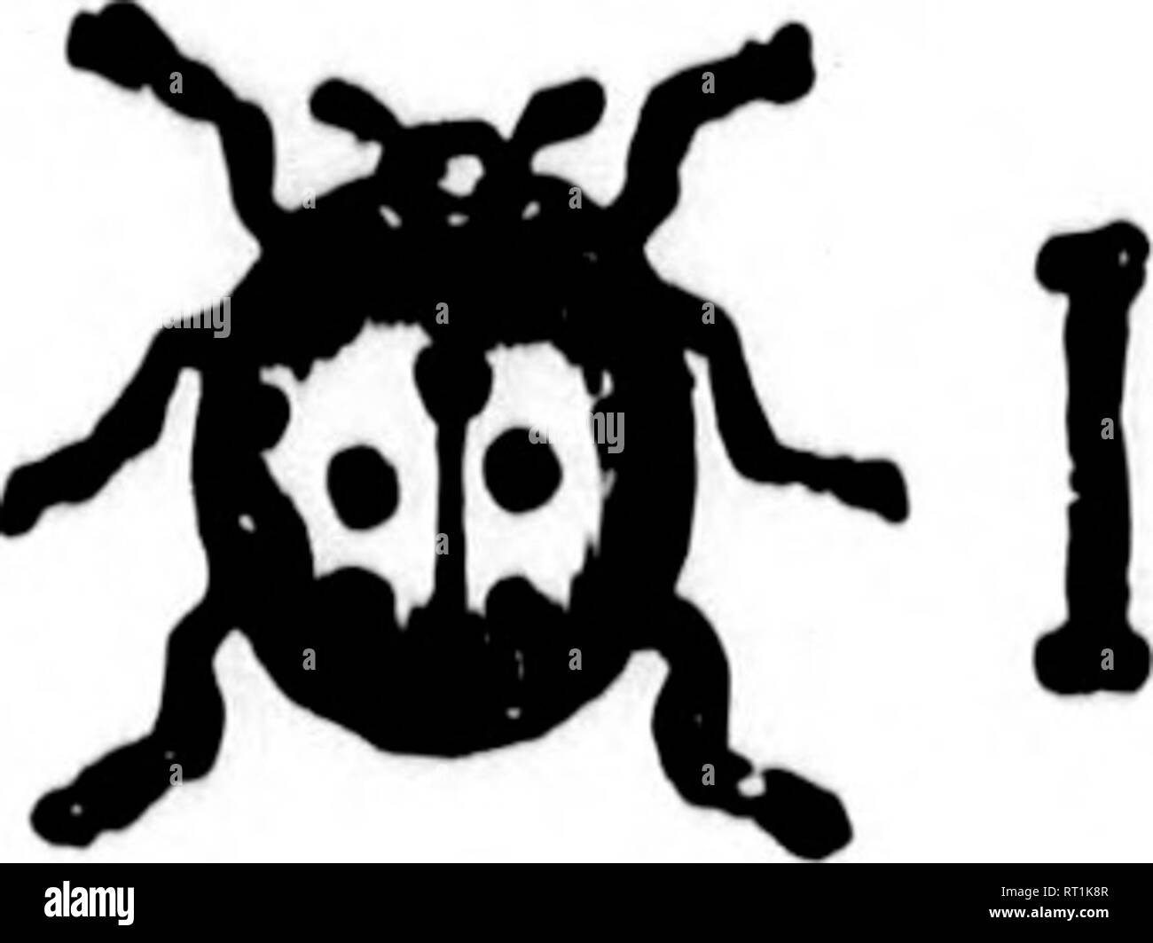 . L'agriculture pratique [microform]. L'agriculture ; l'Agriculture. Fig. 32.-Lady-bird coléoptères, ou "lady-bugs." Les lignes droites représentent la longueur naturelle moyenne. Ces coléoptères sont très destructrices pour planter lite. Parmi les coléoptères, nous disposons d'un grand nombre d'insectes très des- tructive. Il y a, par exemple, la pomme de terre qui fait tant de dommages aux plants de pommes de terre en mangeant les feuilles. Voir fig. 33. L'insecte à carapace dure pond ses œufs de couleur orange sur la partie inférieure de la feuille. Ces oeufs éclosent dans le larvoe non blindés qui mangent les feuilles. Les larves de nymphes et de changement Banque D'Images