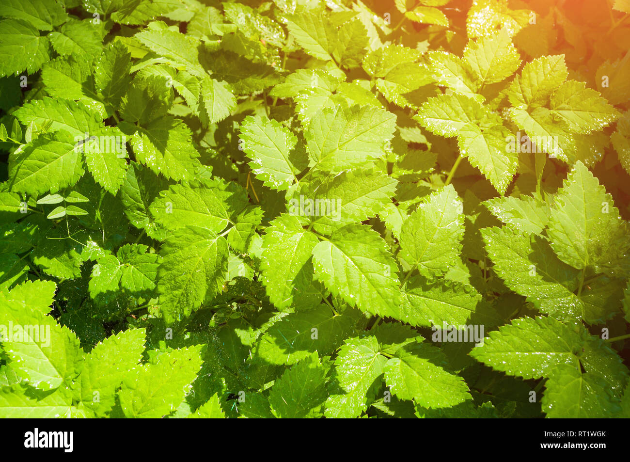 Arrière-plan de la nature. Feuilles de l'herbe de l'évêque, en Amérique Aegopodium podagraria sous la lumière du soleil douce dans la forêt Banque D'Images