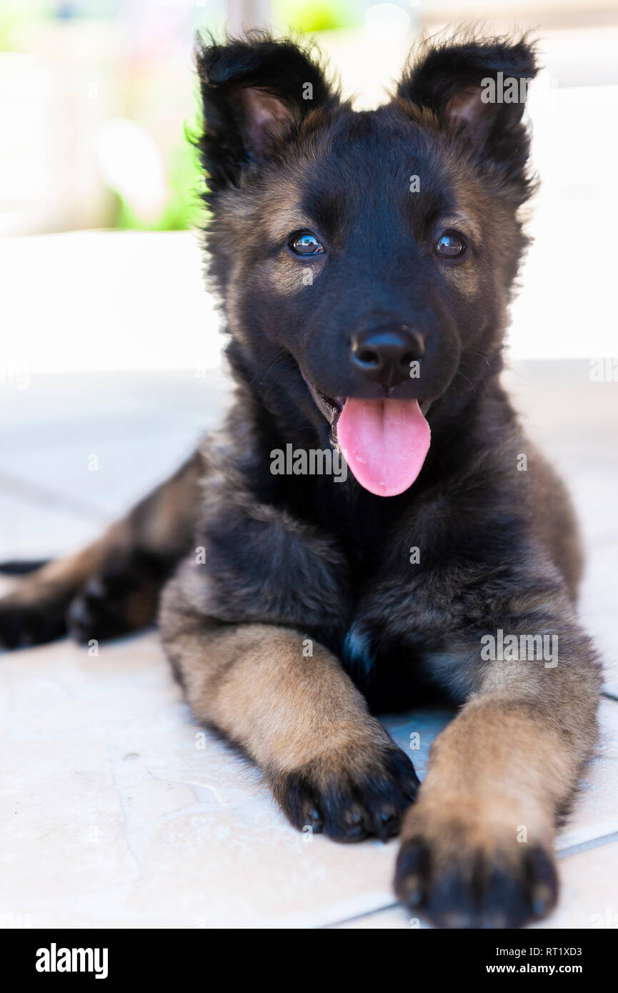 Chiot Berger Belge Malinois Photo Stock Alamy Chiot Berger Belge Malinois Photo Stock Alamy