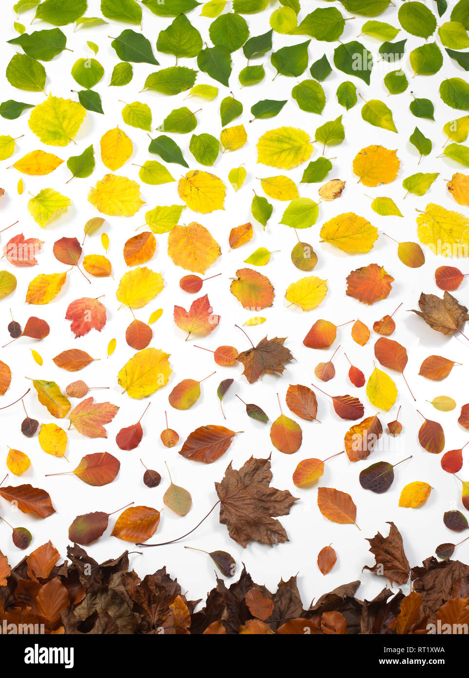Feuilles d'automne sur fond blanc Banque D'Images