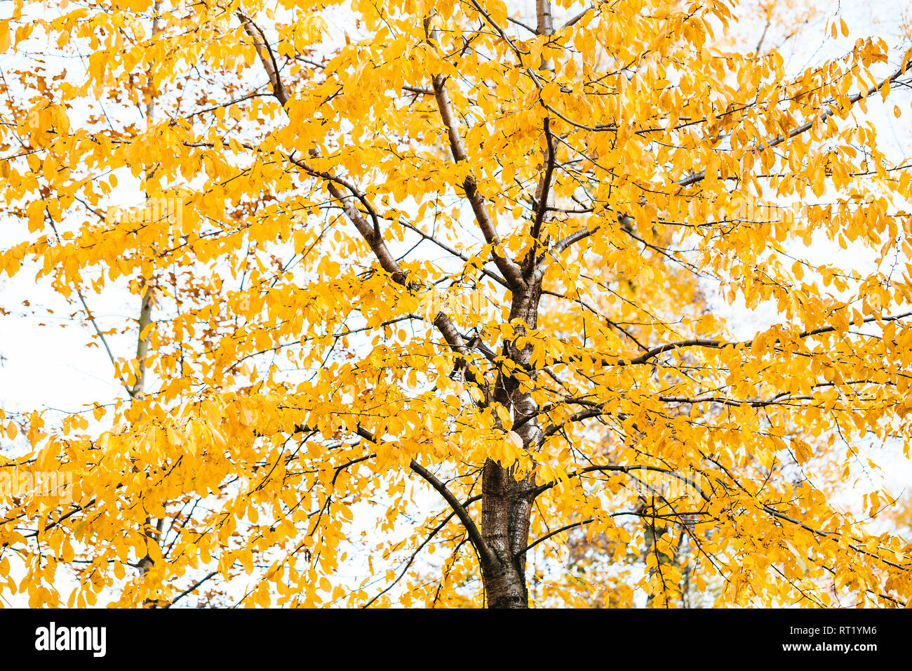 Arbre aux feuilles d'automne jaune, vue partielle Banque D'Images
