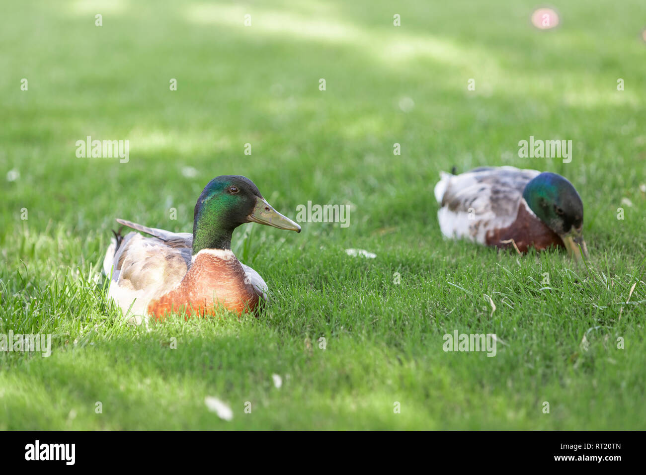Deux canards colverts mâles assis sur pré vert et vous détendre. Banque D'Images