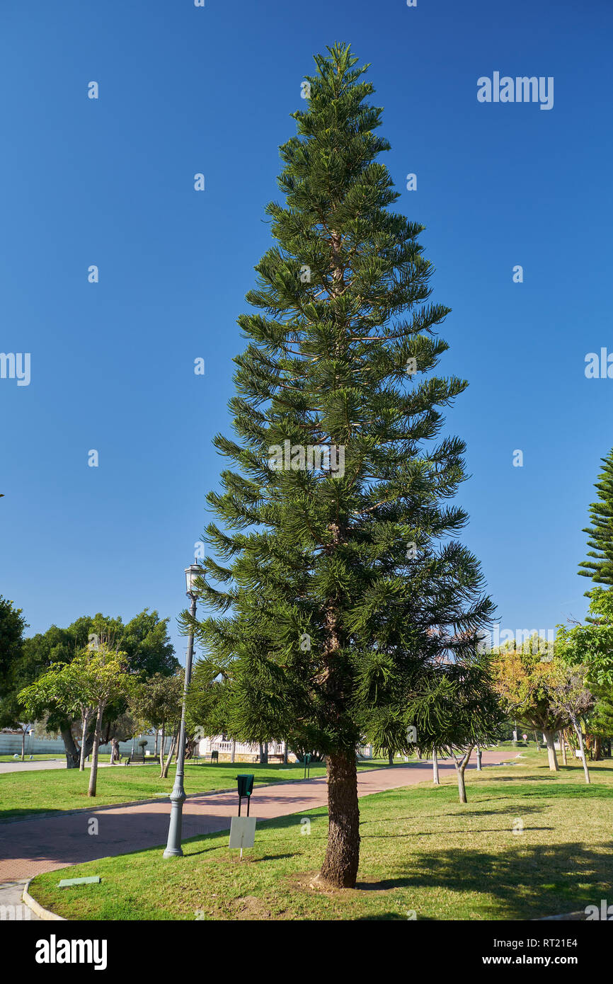 Araucaria heterophylla. La Batería Park. Torremolinos, Malaga, Espagne. Banque D'Images
